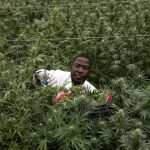 The UN now says medicinal weed is a less dangerous