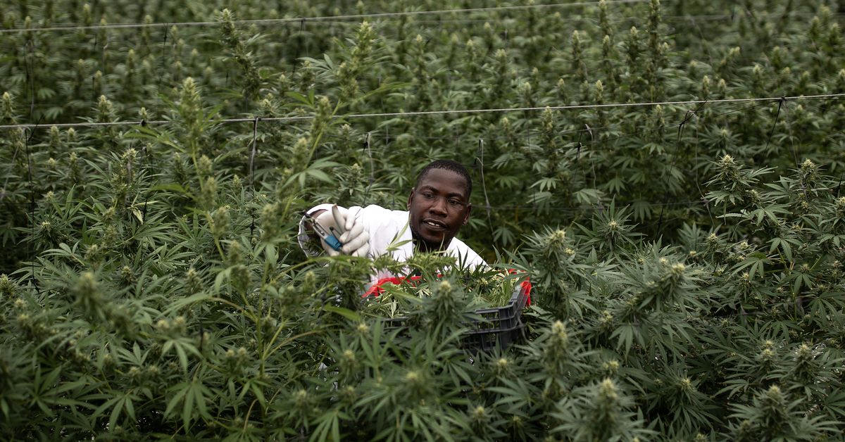 The UN now says medicinal weed is a less dangerous